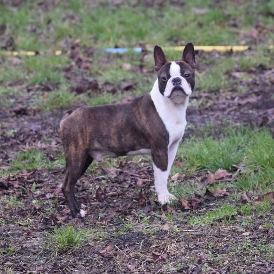 nokia chiens-Boston-Terrier-5c1aee73-c5e4-4f34-3595-b6bbc87ee235_min